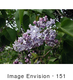 #151 Photo Of Purple Lilac Flowers On A Bush