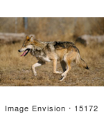 #15172 Picture Of A Running Mexican Wolf (Canis Lupus Baileyi)