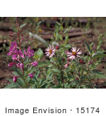 #15174 Picture Of Pink Wildflowers In Alaska