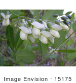 #15175 Picture Of Appalachicola Wild Indigo (Baptisia Megacarpa)