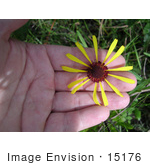 #15176 Picture Of Purpledisk Honeycombhead Flower (Balduina Atropurpurea Harper)