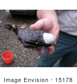 #15178 Picture Of A Bog Turtle With A Radio Transmitter