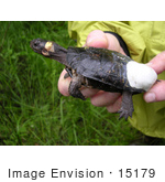 #15179 Picture Of A Radio Transmitter On A Bog Turtle