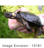 #15181 Picture Of A Bog Turtle With A Radio Transmitter On Its Shell