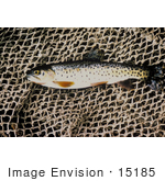 #15185 Picture Of A Greenback Cutthroat Trout (Oncorhynchus Clarki Stomias)