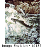 #15187 Picture Of Atlantic Salmon (Salmon Salar)