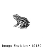 #15189 Picture Of A Pickerel Frog (Rana Palustris)
