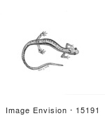 #15191 Picture Of A Northern Two-Lined Salamander (Eurycea Bislineata)