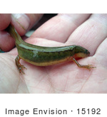 #15192 Picture Of A Striped Newt (Notophthalmus Perstriatus)