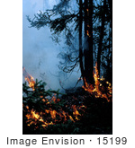 #15199 Picture Of A Fire In A Spruce Forest Innoko Nwr
