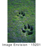 #15201 Picture Of Two Wolf Tracks In Sand