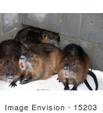 #15203 Picture Of Nutria Coypu Rodents (Myocastor Coypus)
