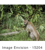 #15204 Picture Of A Florida Panther (Puma Concolor Coryi Puma Concolor Couguar)