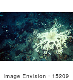 #15209 Picture Of A White Basket Starfish (Astrophyton Muriatum)
