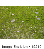 #15210 Picture Of Merlin’S Grass Quillwort (Isoetes Tegetiformans)
