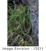 #15211 Picture Of An Aleutian Shield Fern (Polystichum Aleuticum)