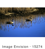 #15274 Picture Of Canada Geese (Branta Canadensis)