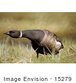 #15279 Picture Of A Brent Goose (Branta Bernicla