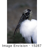 #15287 Picture Of A Wood Stork (Mycteria Americana)