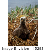 #15293 Picture Of A Bald Eagle Chick (Haliaeetus Leucocephalus)