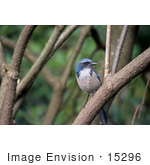 #15296 Picture Of A Scrub Jay (Aphelocoma)