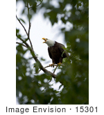 #15301 Picture Of A Bald Eagle (Haliaeetus Leucocephalus) In A Tree And Calling