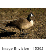 #15302 Picture Of A Canada Goose (Branta Canadensis)