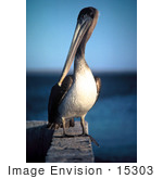 #15303 Picture Of A Brown Pelican (Pelecanus Occidentalis)