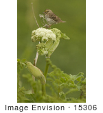 #15306 Picture Of A Savannah Sparrow (Passerculus Sandwichensis)