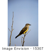 #15307 Picture Of A Western Kingbird (Tyrannus Verticalis)