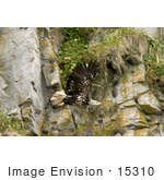 #15310 Picture Of A Juvenile Bald Eagle (Haliaeetus Leucocephalus) In Flight