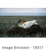 #15317 Picture Of A Tundra Swan (Cygnus Columbianus) Nesting