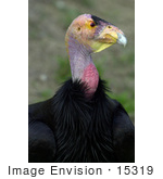 #15319 Picture Of A California Condor (Gymnogyps Californianus) In Profile