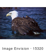 #15320 Picture Of A Bald Eagle In Water