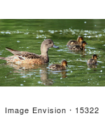 #15322 Picture Of An American Wigeon Brood (Anas Americana)