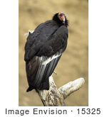 #15325 Picture Of A California Condor (Gymnogyps Californianus)