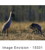 #15331 Picture Of A Sandhill Crane (Grus Canadensis)
