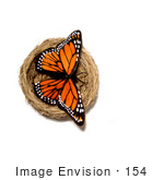 #154 Photograph Of A Butterfly In A Nest