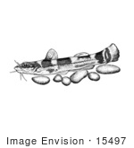 #15497 Picture Of A Carolina Madtom Fish (Noturus Furiosus)