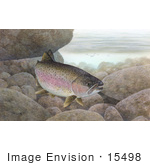 #15498 Picture Of A Rainbow Trout Redband Trout (Oncorhynchus Mykiss)