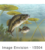 #15504 Picture Of Black Bass Green Trout Bigmouth Bass Lineside Bass Largemouth Bass (Micropterus Salmoides)