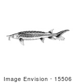 #15506 Picture Of A Shortnose Sturgeon (Acipenser Brevirostrum)