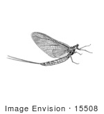 #15508 Picture Of A Mayfly (Ephemeroptera)