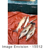#15512 Picture Of Longnose Sucker Fish (Catostomus Catostomus)