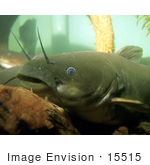 #15515 Picture Of A Yellow Bullhead Catfish (Ameiurus Natalis)