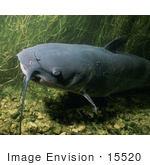 #15520 Picture Of A Channel Catfish (Ictalurus Punctatus)