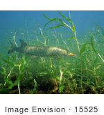 #15525 Picture Of A Musky Fish (Esox Masquinongy)