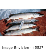 #15527 Picture Of Northern Pike Fish