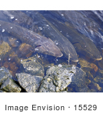 #15529 Picture Of Lake Sturgeon (Acipenser Fulvescens)