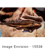 #15538 Picture Of A Longnose Sucker Fish (Catostomus Catostomus)